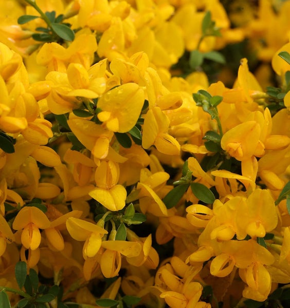 Gelbe Ginsterblüten mit grünen Blättern