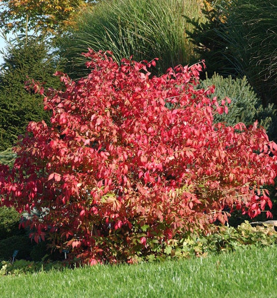 Roter Strauch im Garten.