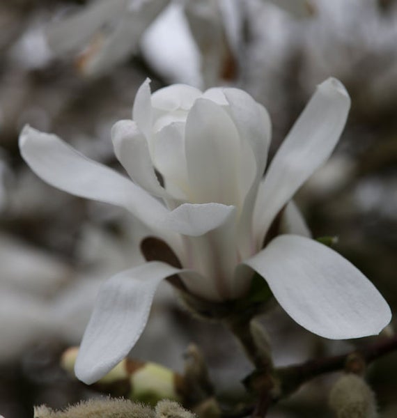 Nahaufnahme einer einzelnen Magnolienblüte im Garten