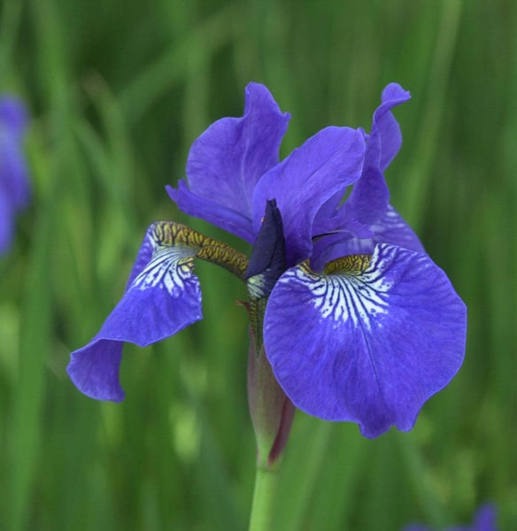 Nahaufnahme einer blauen Schwertlilie im Garten.