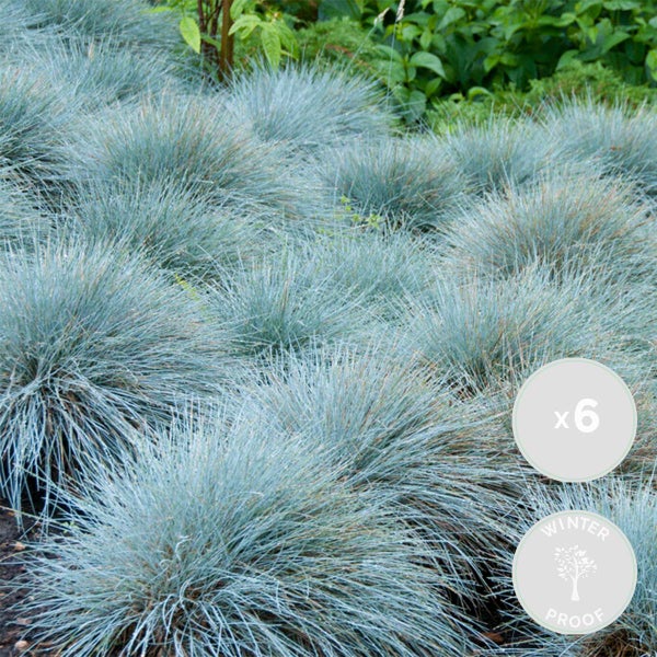 Bloomique - 6er-Set - Festuca Glauca Compacta Blue - Blau-Schwingel - Schaf-Schwingel - Ziergras - Gartenpflanzen - Winterhart - Höhe 20-30 cm - Topf 10,5 cm