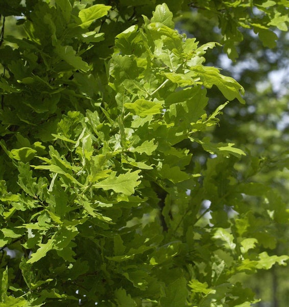 Nahaufnahme von Eichenlaub