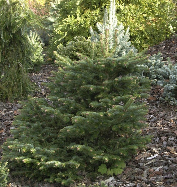 Koreatanne im Gartenbeet