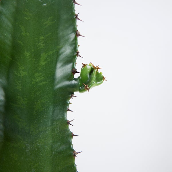 Zwei Euphorbia-Pflanzen im Topf