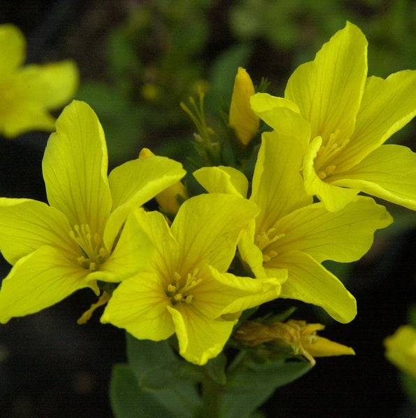 Gelbe Johanniskrautblüten im Detail