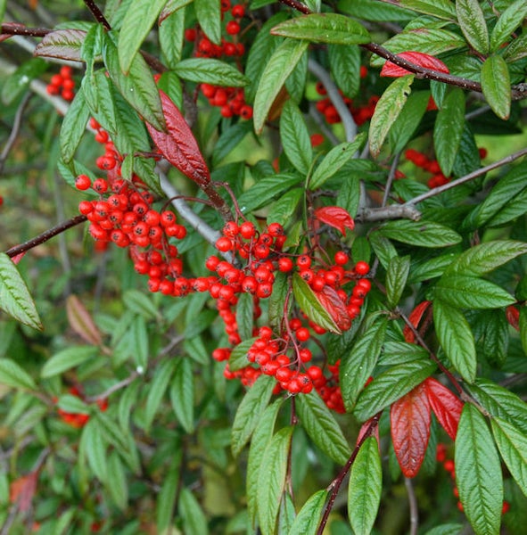 Im Bild sind Stechpalmen mit roten Beeren und grünen Blättern zu sehen.