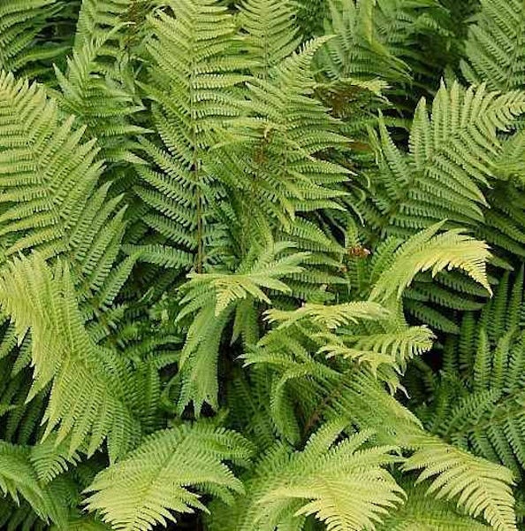 Nahaufnahme von Farnpflanzen im Garten