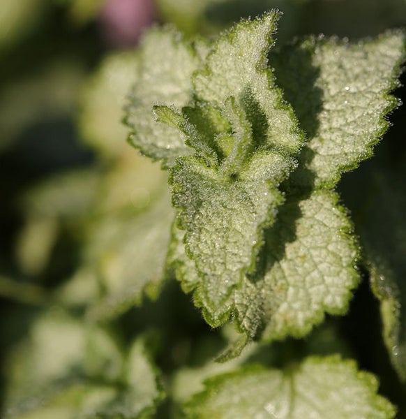 Nahaufnahme einer gefleckten Taubnessel mit Blättern