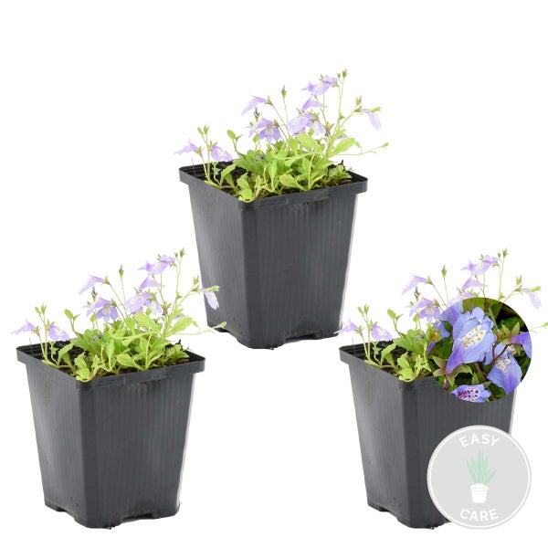 Drei Lippenmäulchen Pflanzen in schwarzen Töpfen mit violetten Blüten und grünem Laub, Detailansicht der Blüten und Easy Care Kennzeichnung.