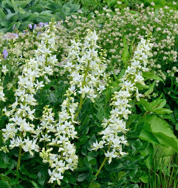 Brennender Busch mit weißen Blüten im Garten