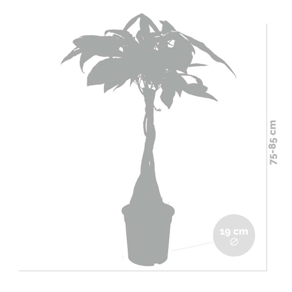 Bloomique - 2er Set - Pachira Aquatica - Glückskastanie - Zimmerpflanzen - Luftreinigend - Pflegeleicht - Höhe 50-60 cm - Topf 17 cm