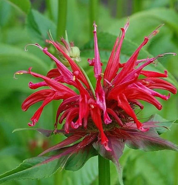 Scharlach-Monarde mit roten Blüten und grünen Blättern.