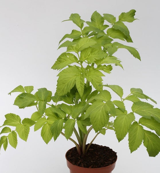 Engelwurz Pflanze im Topf