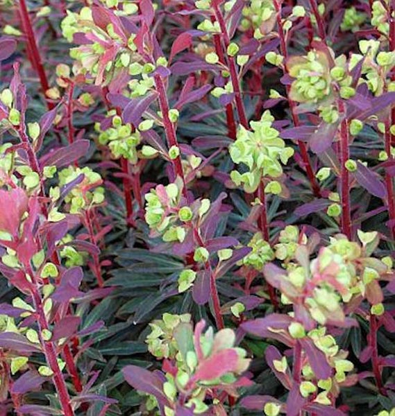 Aufnahme einer Wolfsmilchpflanze im Garten.