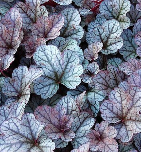 Nahaufnahme von Heuchera Blättern im Garten.
