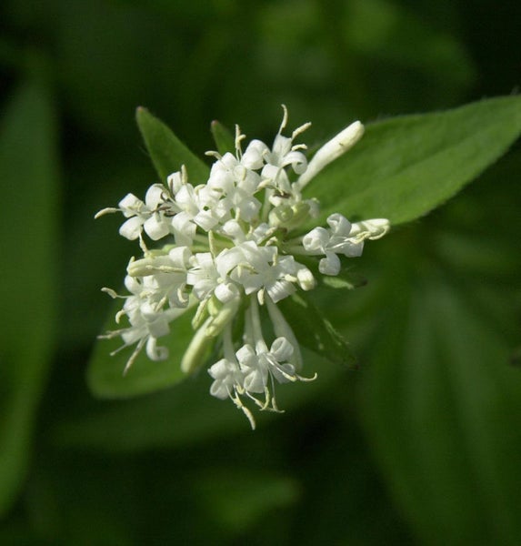 Nahaufnahme einer Waldmeister Pflanze mit weißen Blüten