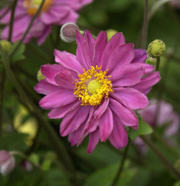 Nahaufnahme einer blühenden Herbst-Anemone mit gelber Blütenmitte