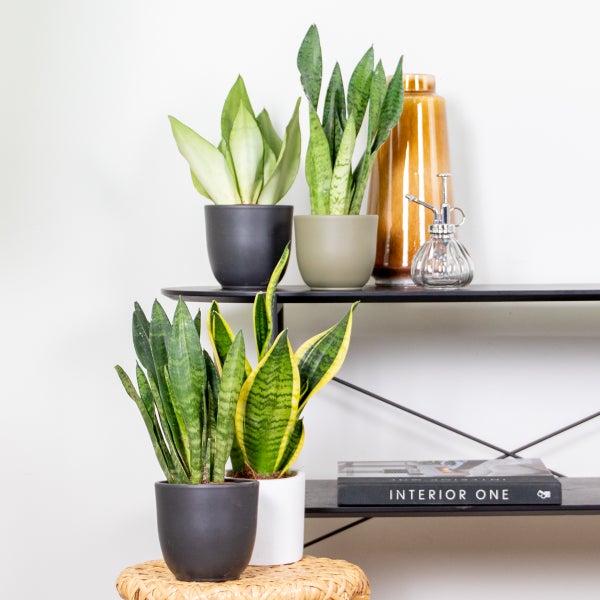 Dekorative Zimmerpflanzen Sansevieria in Töpfen auf einem Regal