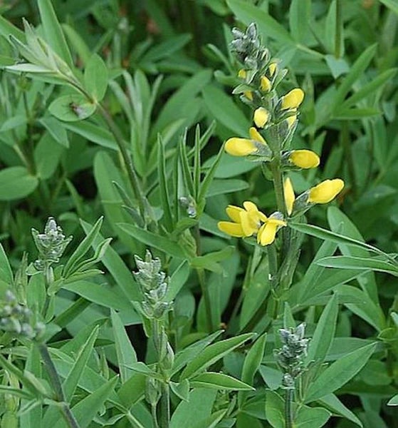 Gelbe Lupine Pflanze mit grünen Blättern
