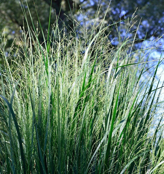 Pfeifengras im Detail