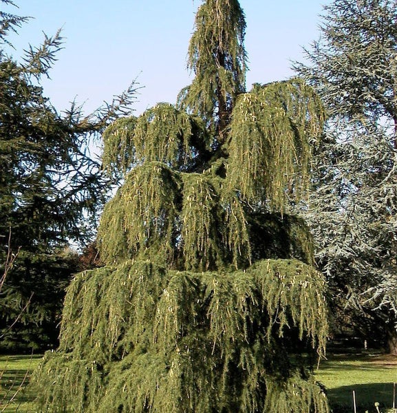 Hängende Atlaszeder im Garten.