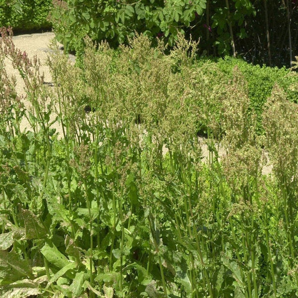 Sauerampfer im Garten