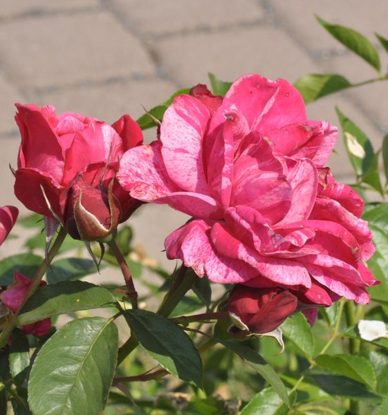Nahaufnahme einer rosa gestreiften Rose mit Knospen und grünen Blättern