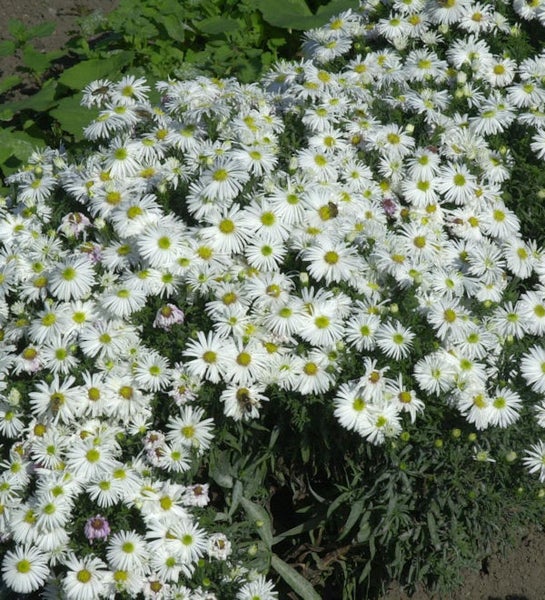 Nahaufnahme von weißen Glattblattastern im Garten