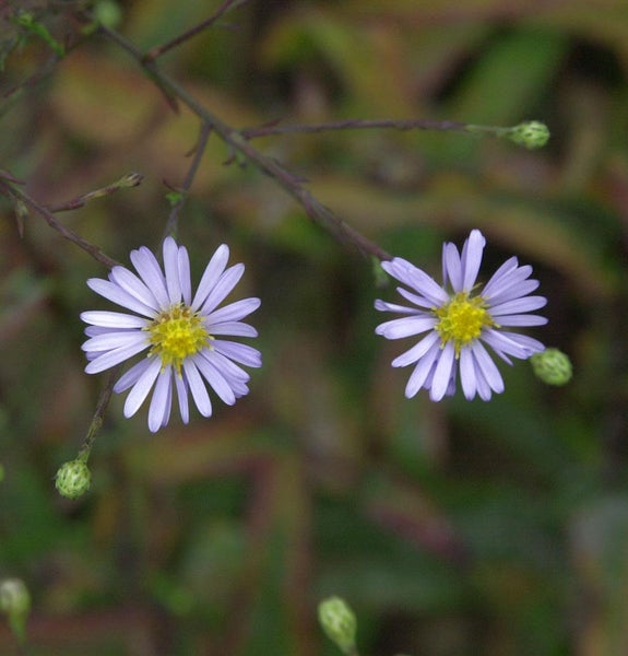 Nahaufnahme von zwei Raublatt-Astern mit gelben Blütenkörben auf einem Ast