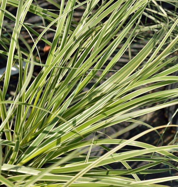 Detailaufnahme von Ziergras mit langen, schmalen Blättern