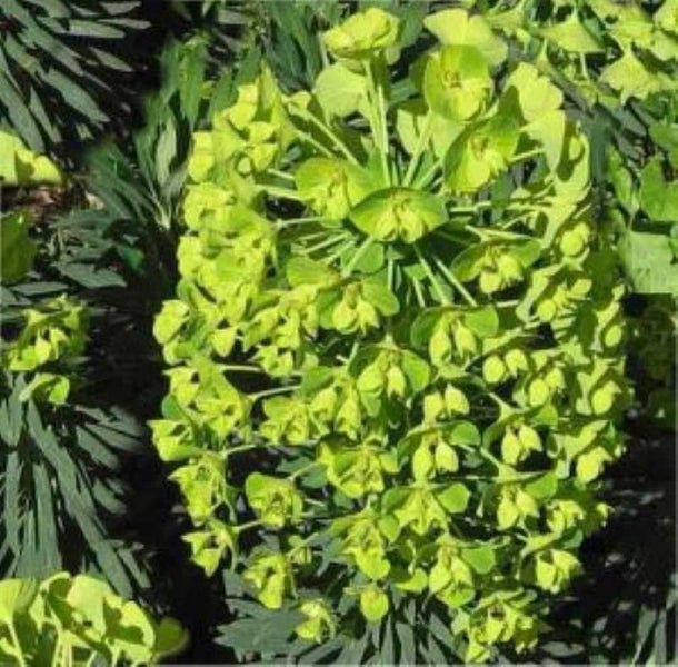 Wolfsmilch-Pflanze mit grünen Blättern