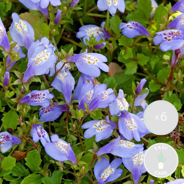 6x Mazus Reptans – Blaue Mazus – Teichpflanze – Bodendecker – Zone 1/2 – ⌀09cm – ↕15-25 cm