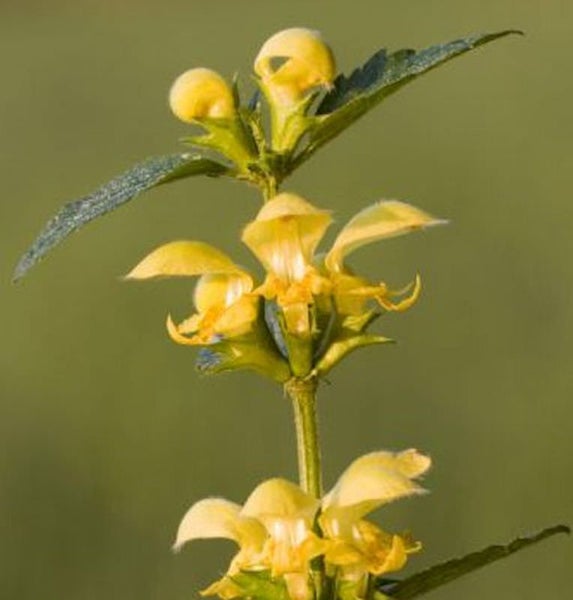 Aufnahme einer Gelben Gauklerblume im Detail.