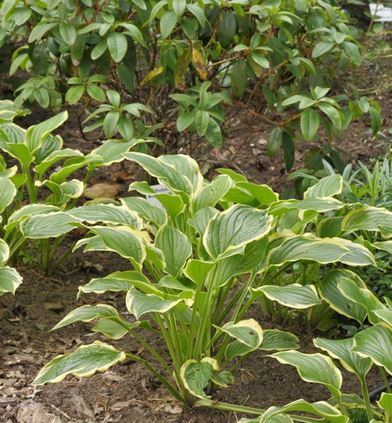 Funkie Pflanze mit grün-gelben Blättern im Garten.