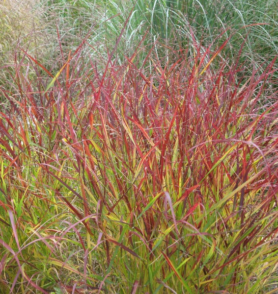 Chinaschilf mit roten Blättern im Garten