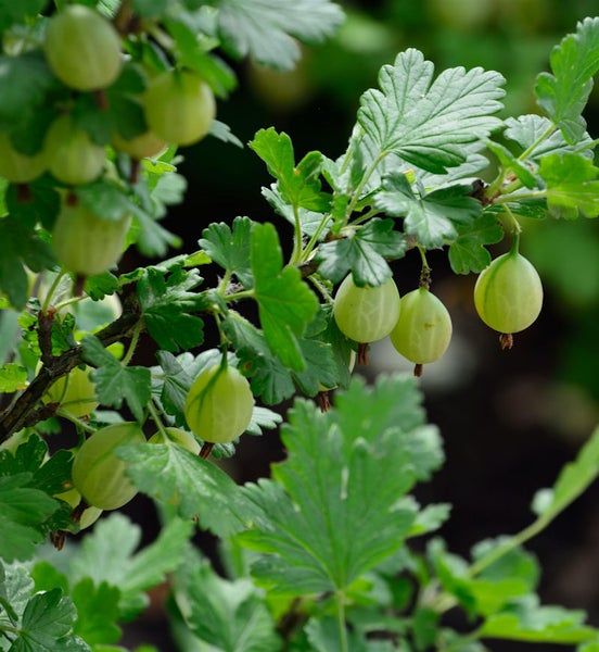 Nahaufnahme eines Stachelbeerstrauchs mit reifen Früchten