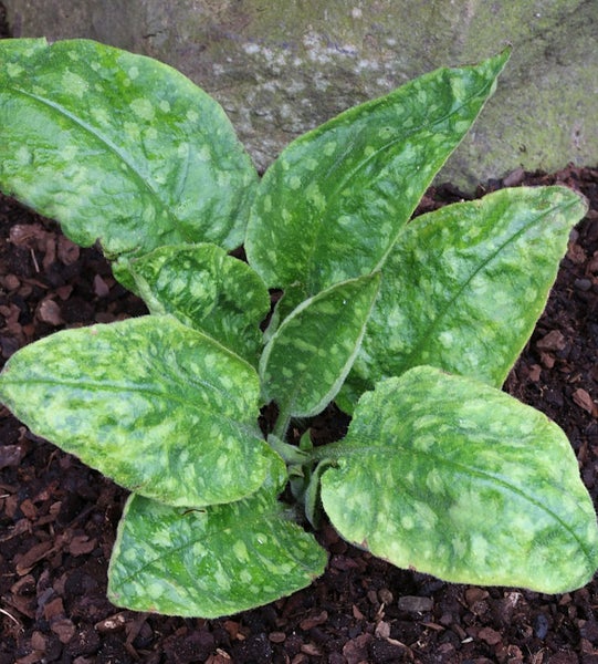 Lungenkraut Pflanze mit gesprenkelten Blättern im Garten