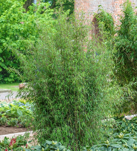 Bambuspflanze im Gartenbeet