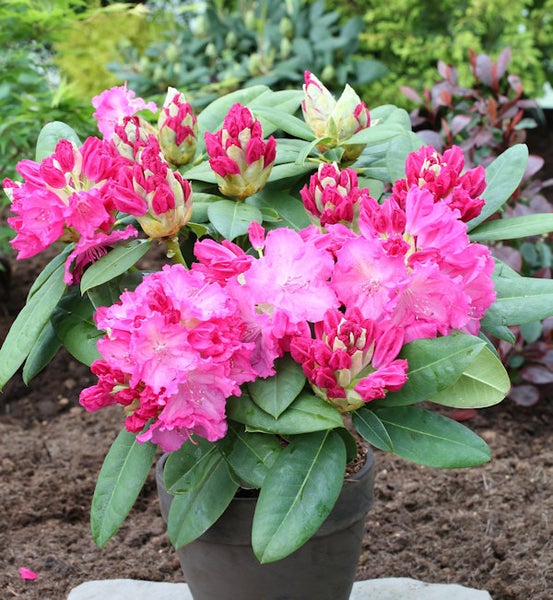 Rhododendron im Topf mit pinkfarbenen Blüten