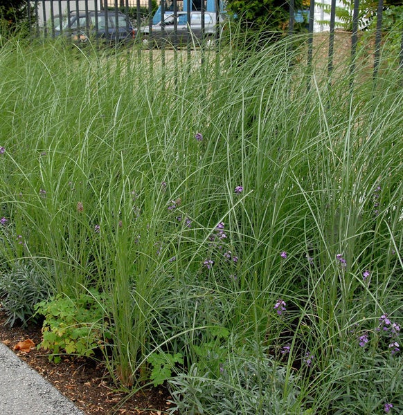 Hohes Ziergras im Gartenbeet mit einzelnen violetten Blüten