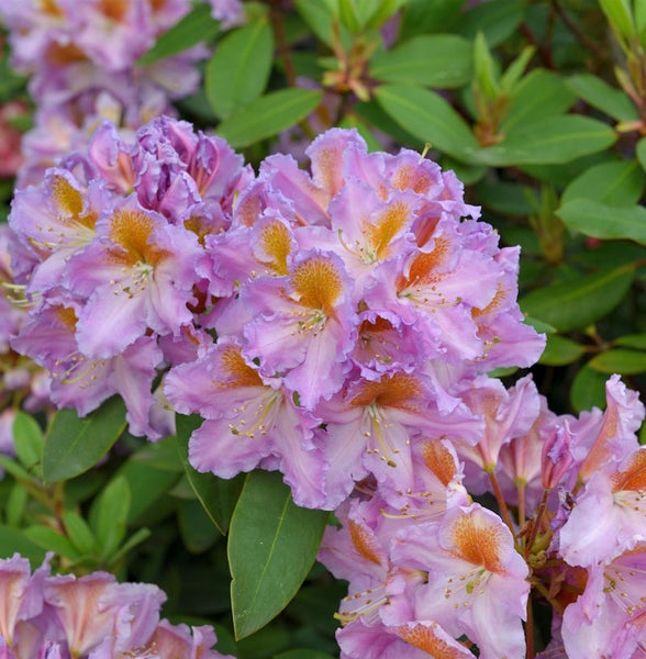 Nahaufnahme einer Rhododendronblüte mit Blütenblättern