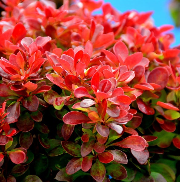 Berberitze mit roten Blättern im Detail