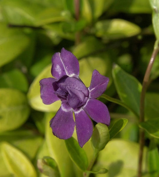 Immergrün Pflanze mit lila Blüte