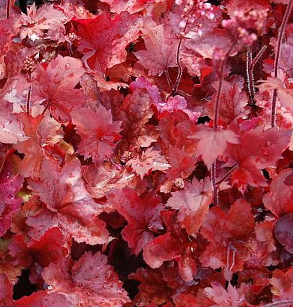 Nahaufnahme einer Heuchera Pflanze mit Blättern