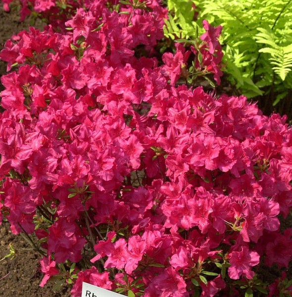 Azalee mit roten Blüten im Garten.