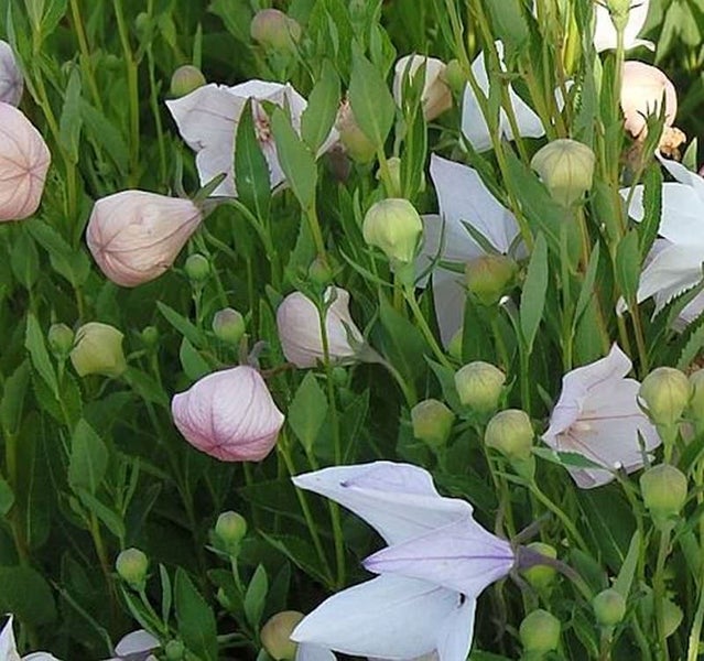 Ballonblumen mit Blüten und Knospen im Garten