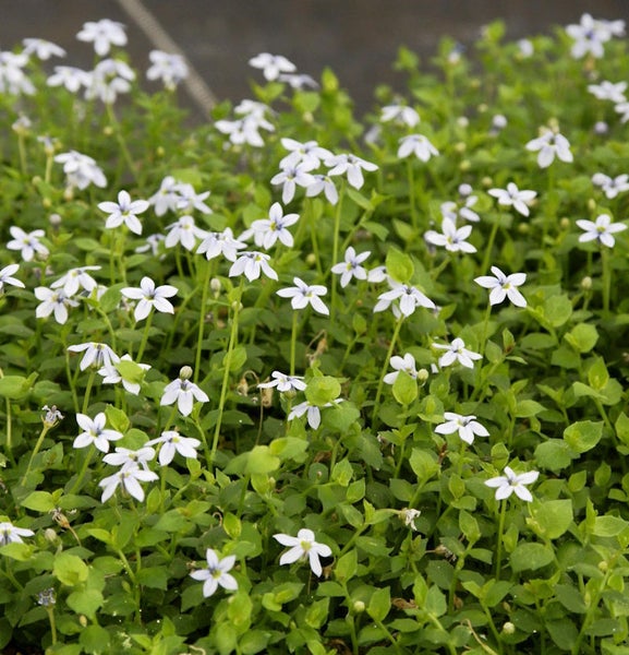 Blütenmeer mit Sternblüten in einem Beet