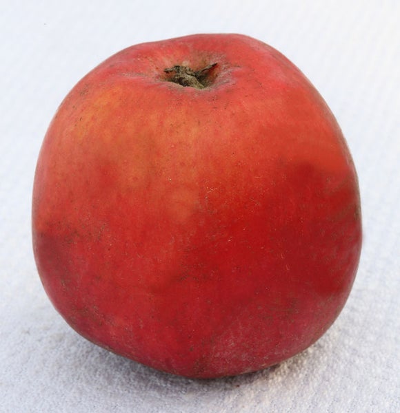 Roter Apfel