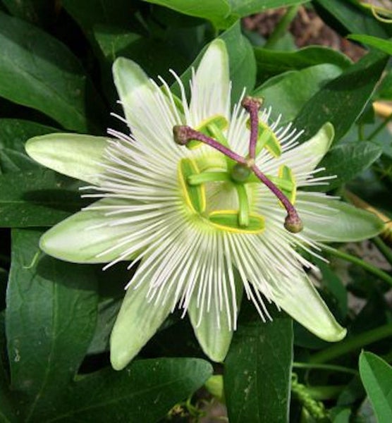Nahaufnahme einer Passionsblume im Garten.