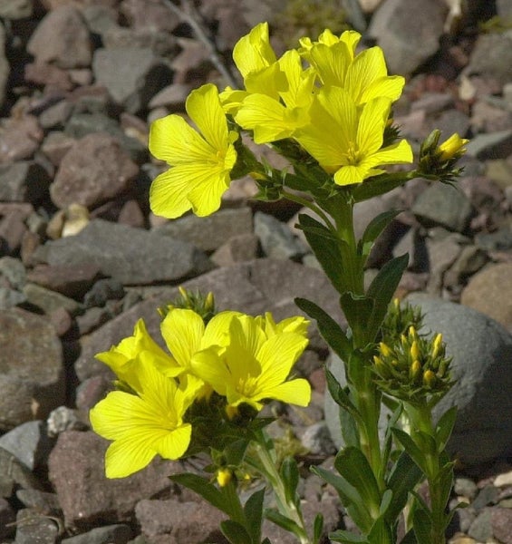 Gelbe Alpenlein-Blüten zwischen Steinen